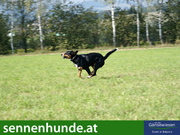 Grosser Schweizer Sennenhund in Bewegung